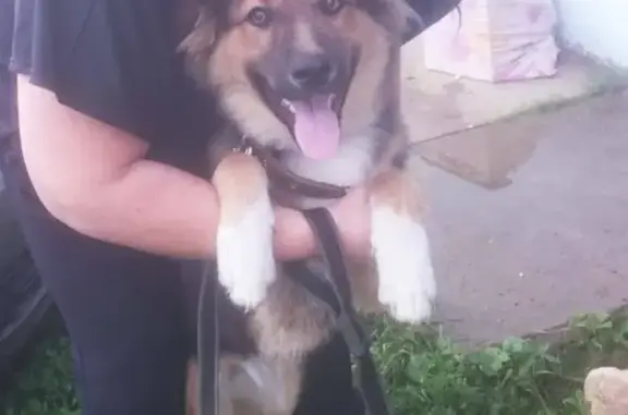 Найден щенок в Домодедово