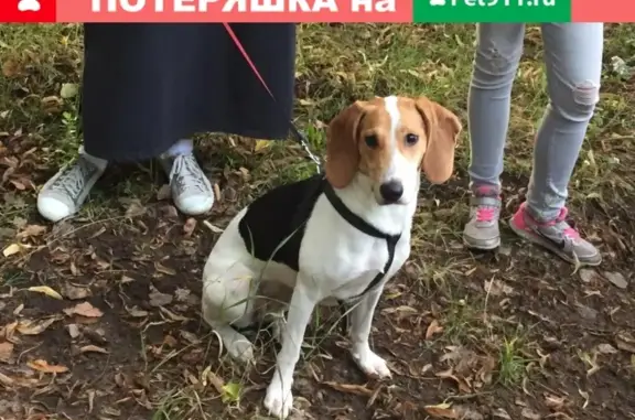 Найдена умная собака-девочка в Люблино, Москва