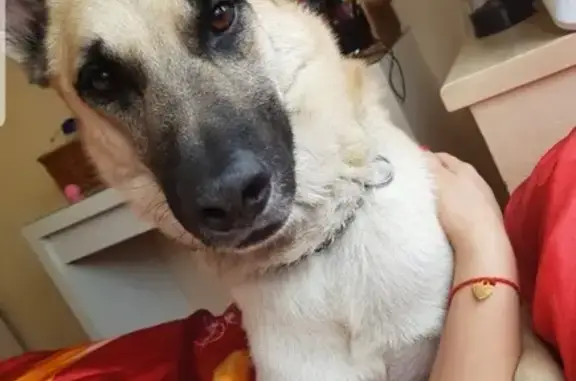 Собаки потеряшки, Москва, фото: Потеряшка собака в Московском Граде, Радужный проезд