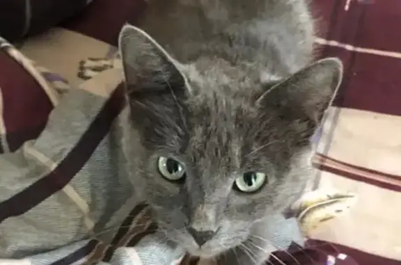 Найдена серо-голубая кошка с зелеными глазами в Коптево
