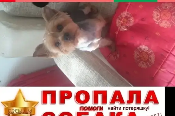 Собаки потеряшки, Сургут (Тюменская обл. и Ханты-Мансийский АО), фото: Потеряшка Йорк Тэдди в СОТ 