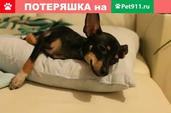 Пропала собака Лака на Площади Станиславского, Новосибирск