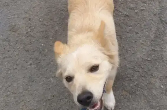 Пропала собака Витёк в Ростове, Ярославская область