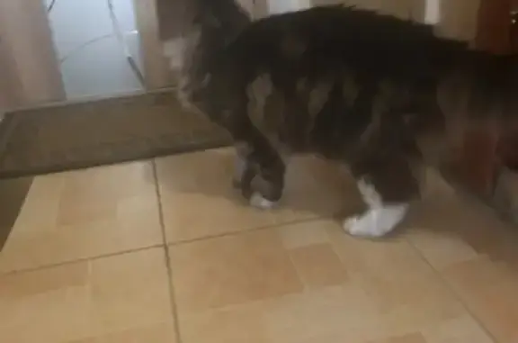 Найдена кошка с дефектом на лице на Будапештской, СПБ