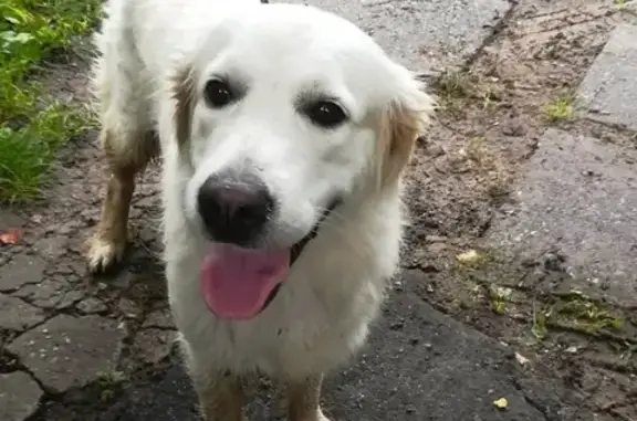 Найдена собака в Манушкино, Чеховский район