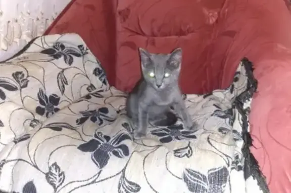 Найдена кошка на Первомайской 47 в Ирбите