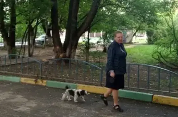 Найдена собака в Красково, Московская область