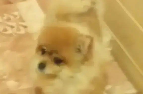 Собаки потеряшки, Нижний Новгород, фото: Потеряшка рыжая шпиц в Линде, есть клеймо на брюшке