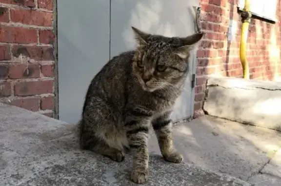 Найдена кошка в Чкаловске