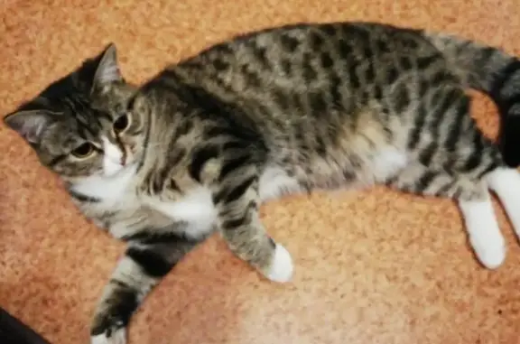 Пропала кошка Маруся в Нижневартовске