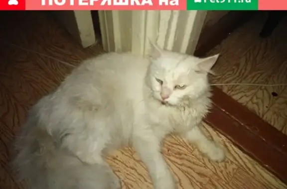 Найдена кошка на Пролетарской 65 в Кургане