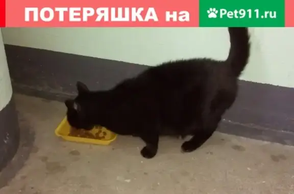 Найдена кошка в Петрозаводске на ул. Зайцева, 4*