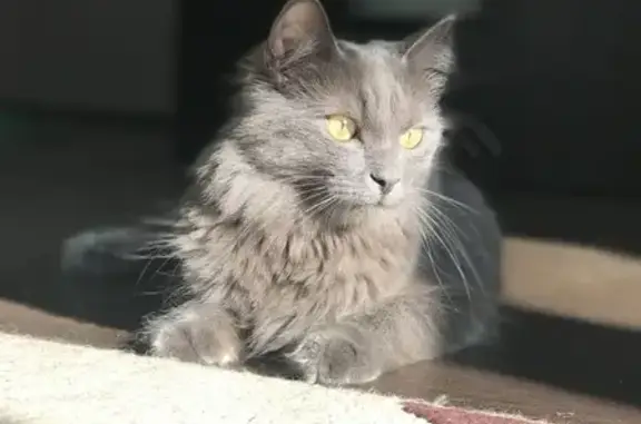 Пропала кошка Саймон в Лобне, вознаграждение за информацию