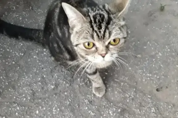 Найдена кошка! СРОЧНО! Безенчук, Самарская область