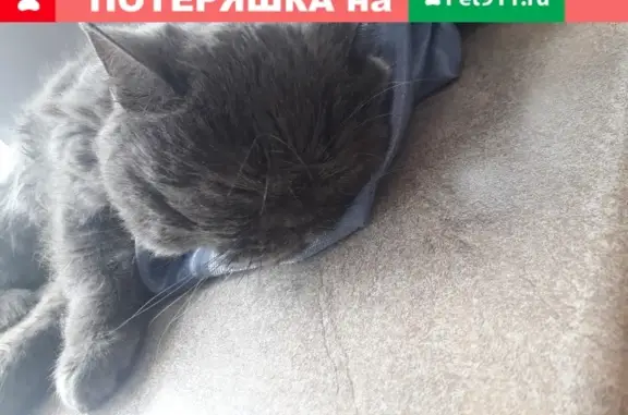Найдена кошка в Краснодаре: Экзот-Британка в районе Молодежный