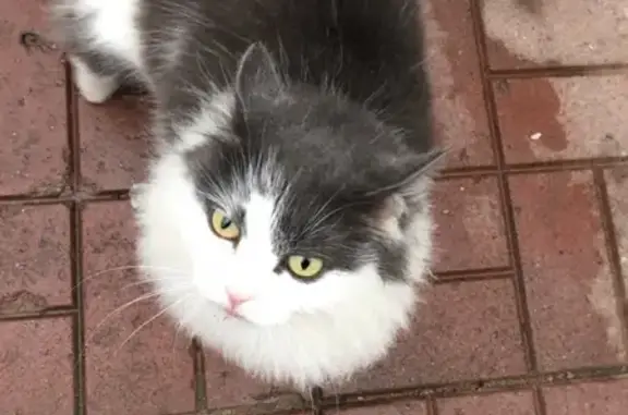 Найдена кошка в СПб, Красное Село, ул. Спирина