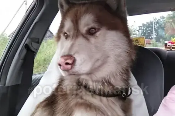 Пропала собака в Бердске: хаски Шаман, коричнево-белый, кобель.