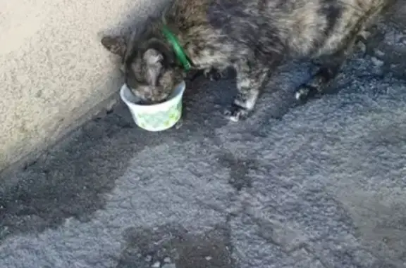 Найдена кошка на Павловском тракте в Барнауле
