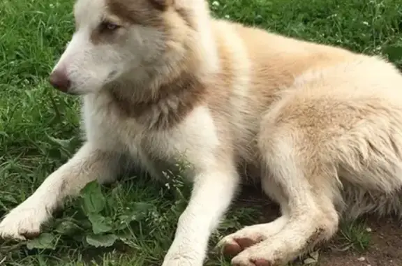 Найдена собака в Великом Новгороде, возможно потеряна.