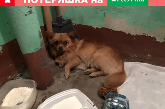 Найдена собака в Фрунзенском районе, СПб