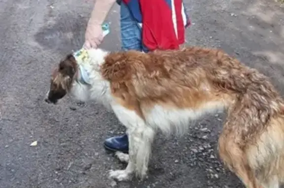 Найдена собака в Ленинградской области, Всеволожске, район Бернгардовка