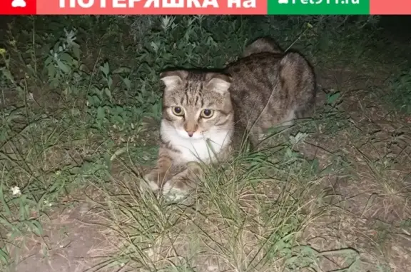 Найден кот на ул. Кыштымская 3