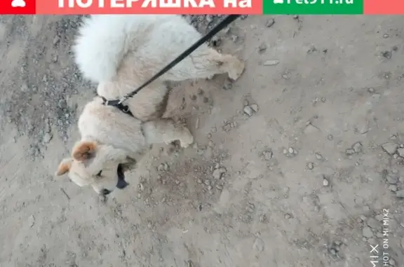 Найдена собака в Березняках, похожа на Чау-чау
