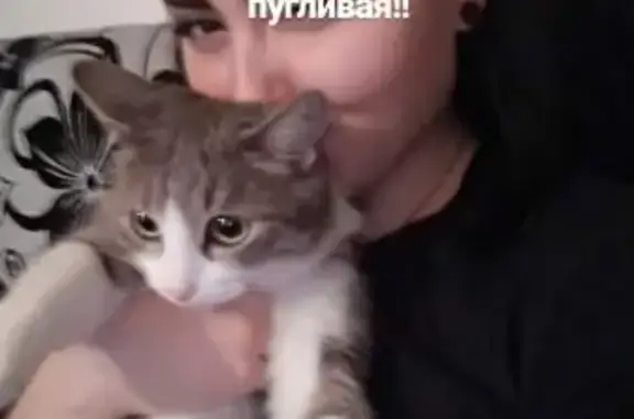 Пропала кошка Софья в Улан-Удэ