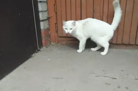 Потерялась белая глухая кошка в Назарово, 8 микрорайон д11