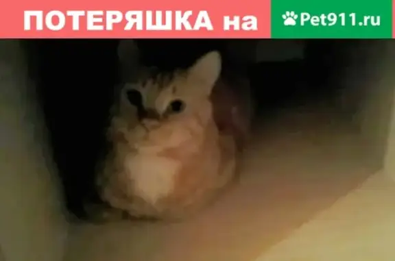 Пропал кот на ул. Б. Хмельницкого, Благовещенск