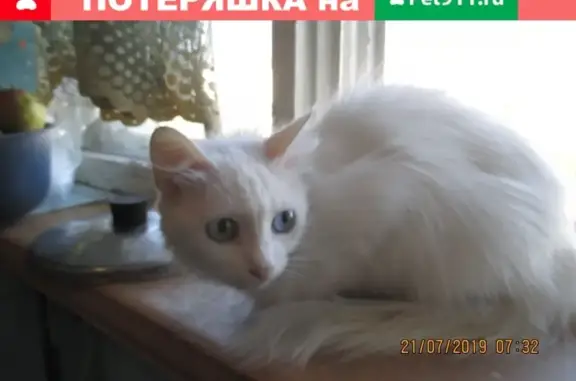 Найдена белая кошка на ул. Кирова, 149