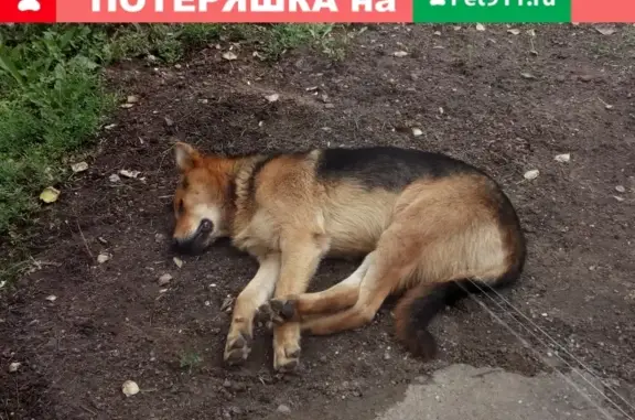 Найдена собака около остановки Ярославская - 40 больница
