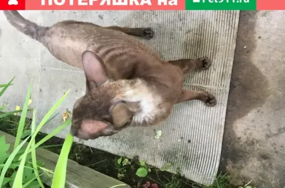 Найдена кошка в СНТ Новинка, Ленобласть