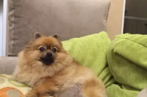 Собаки потеряшки, Владивосток, фото: Потеряшка собака на улице Успенского, Владивосток