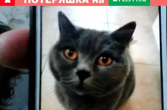 Кошки потеряшки, Москва, фото: Потеряшка британская серая кошка на ул. Академика Глушко, Москва