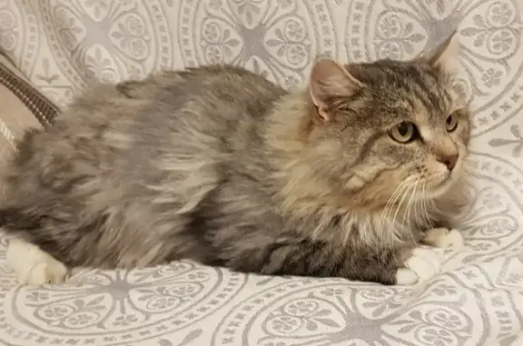 Кошки потеряшки, Москва, фото: Потеряшка кот Барсик на Таллинской улице (Москва)