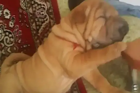Пропала собака: щенок шарпея в Кургане, 6 мкр, заозерный