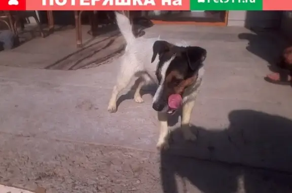 Пропала собака на Спиридонова 4 в Лесозаводе
