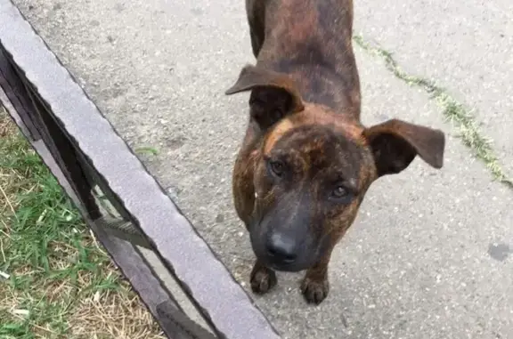 Найдена собака на ул. Тургенева, Краснодар #потеряшка