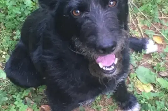 Найден добрый пес на Як-бодьинском тракте, нужна помощь!