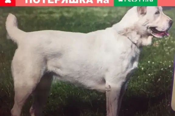 Пропала собака Альма в Каменце-Уральском