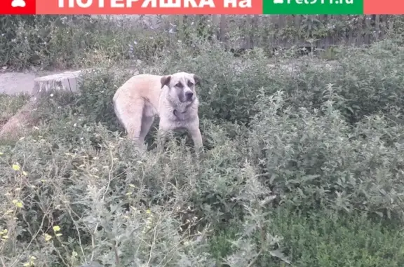 Потерян пес с ошейником в Сызрани, бегает 3 дня