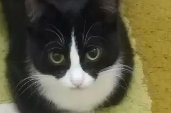 Пропала кошка с дефектом челюсти в Тобольске