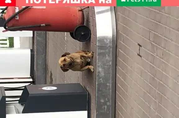 Найдена собака на заправке Лукойл в Тульской области