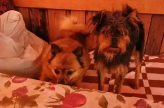 Найдены две маленькие собачки в Екатеринбурге