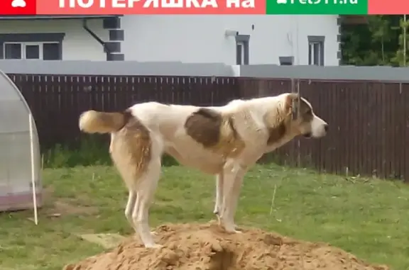 Пропала собака в деревне Большая Мось, Пермский район