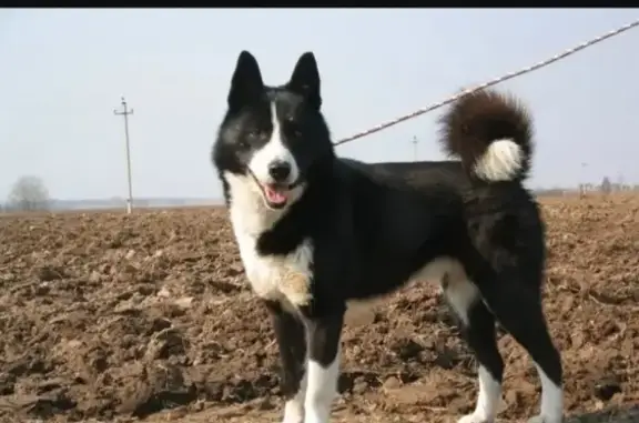 Собаки потеряшки, Нижний Новгород, фото: Потеряшка собака на ул. Ясная, Сормовский район, Нижний Новгород