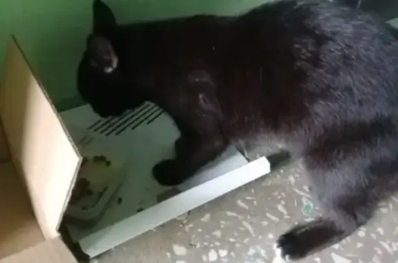 Найдена черная молоденькая кошка в Екатеринбурге