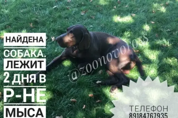 Найден пёс в Новороссийске, место: мыс любви