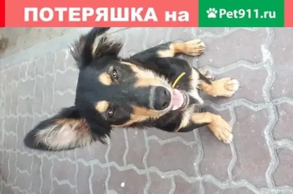 Найдена собака на заправке ТНК в Ростове-на-Дону.